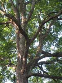 White Oak